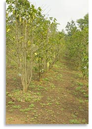 Coffee trees in KwaZulu-Natal, South Africa.