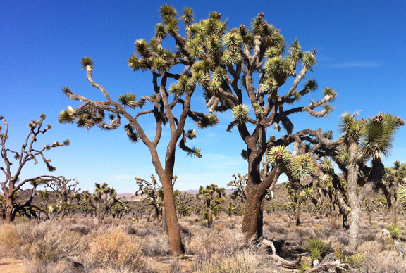 Joshua Trees. Southern California. Photo by Nic Paget-Clarke. 