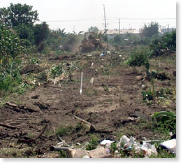 La destrucción de los jardines. Fotos por Roberto Flores.