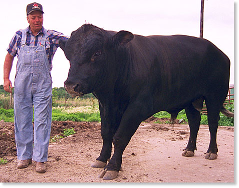 Ron Perry and the family bull. Near Chillicothe, Missouri. Photo by Nic Paget-Clarke.