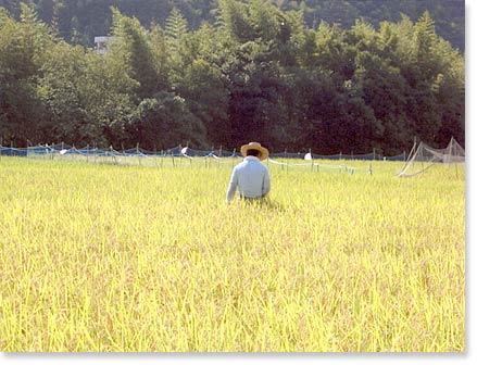 Rice Field.