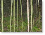 “Bamboo”