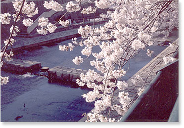 SAKURA (cherry blossoms).