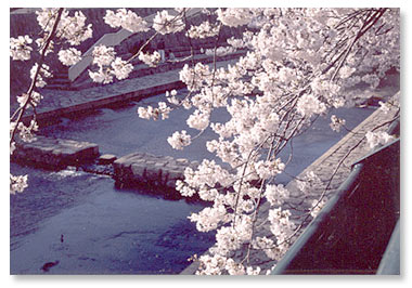 Sakura (Cherry Blossoms) by Otake Rie.