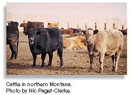 Cattle in northern Montana.