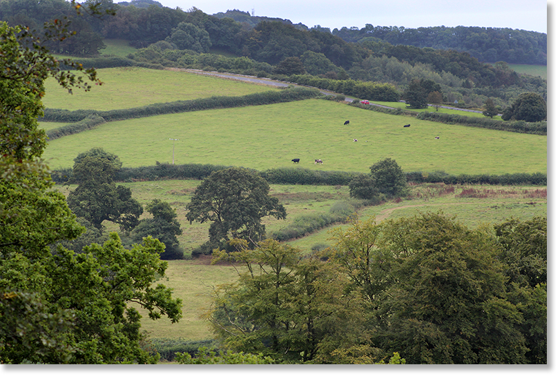 Hedgerows separate fields to facilitate different agricultural uses in west Dorset.