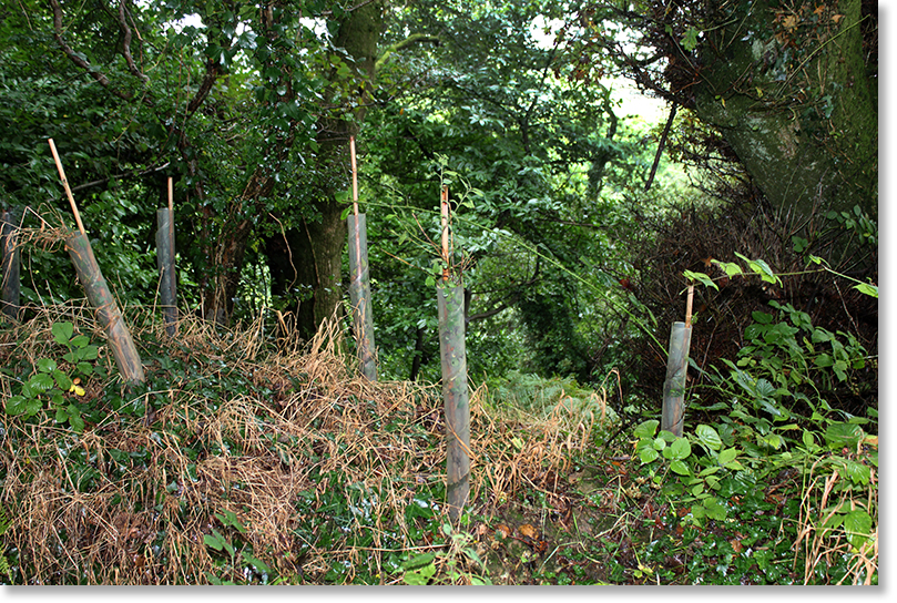 Training shoots up as part of a (potentially) centuries-long process of building a hedgerow.