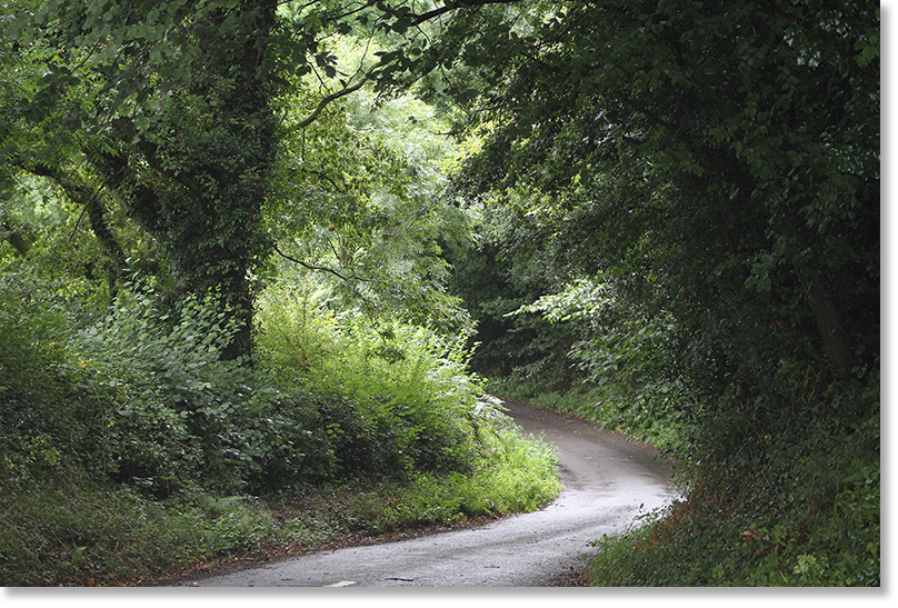 Hedgerows border a narrow road in west Dorset.