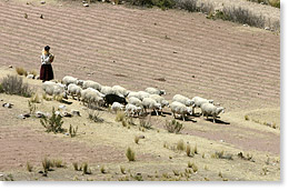 Conduciendo en manada ovejas (y un cochino) en la isla Kala Uta en el Lago Titicaca.