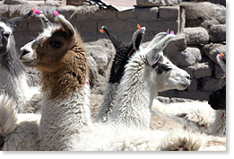 Llamas at a bi-weekly market in the town Curahuara de Carangas in Sajama province, Oruro departament.