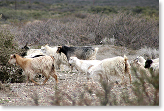 Goats make their way along herding trail. Photo by Nic Paget-Clarke. 