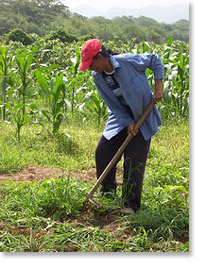 A member of the El Pereño cooperative in Yaracuy works the land.

