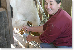 Ivani Kovalek milking one of her cows.