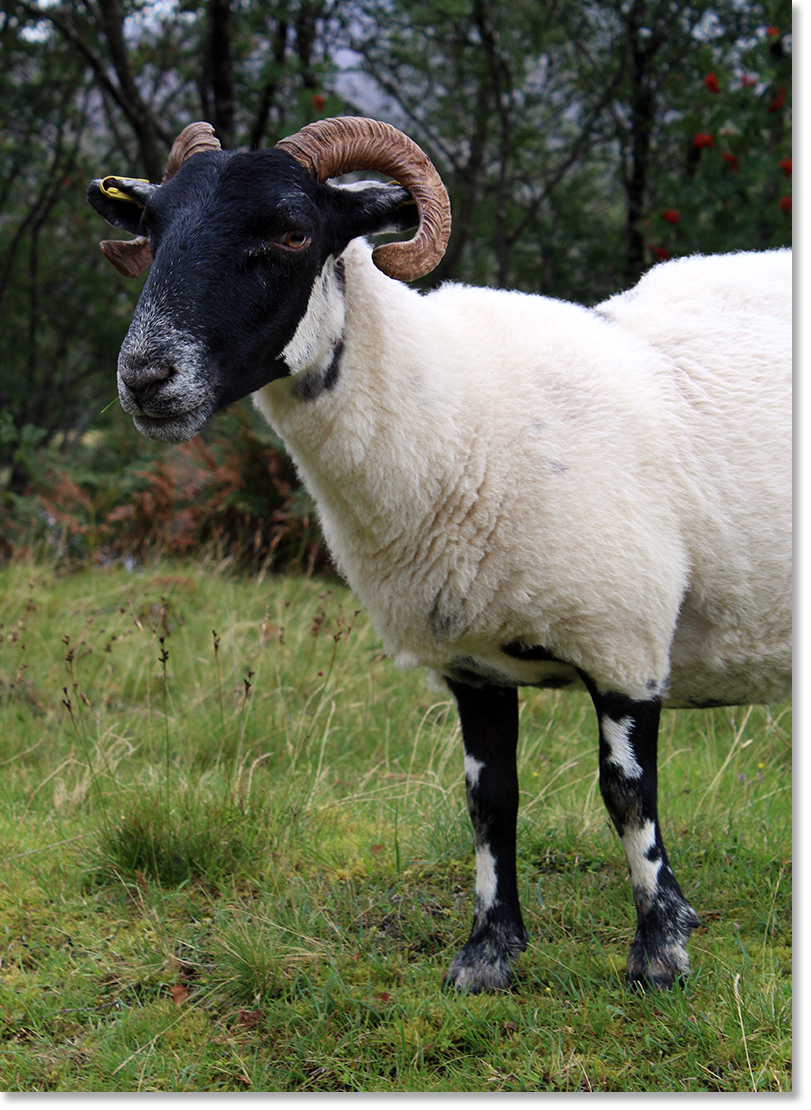 Scottish Blackface sheep on the Matheson family croft.