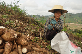 Growing cassava on the banks of the Mekong: Small farms tend to prioritise food production over commodity or export crop production. (Photo: New Mandala)