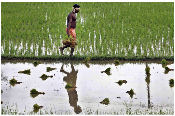 Flooded paddy in Orissa: the average farm size in India roughly halved from 1971 to 2006, doubling the number of farms measuring less than two hectares. (Photo: Biswaranjan Rout/Associated Press)