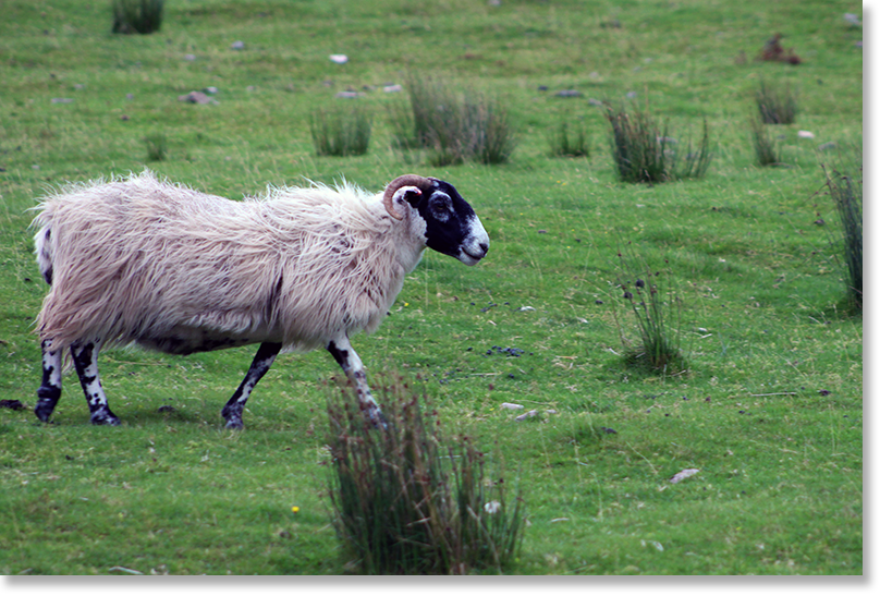 A Scottish Blackface sheep walks briskly on a wet and windy afternoon on the Highland moors of Strathcarron, Ross and Cromarty, Scotland.