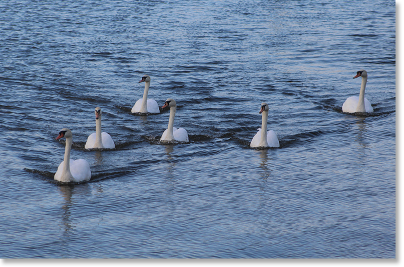 Swans swim from the Firth of Forth into the mouth of the River Almond, in the north of Edinburgh.