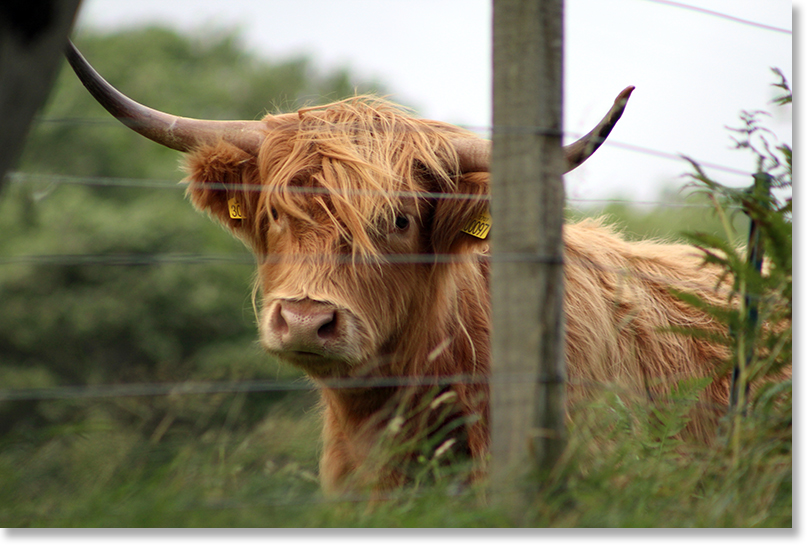 Traditional Highland cattle breed near Loch Carron, Ross and Cromarty, Scotland.