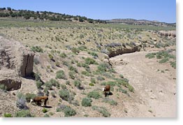 Cattle by a dried-out wash near the Black Mesa Mine.