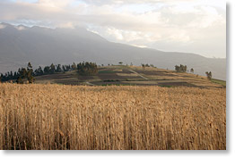A field of wheat in the northern highlands, near Otavalo, Imbabura province.