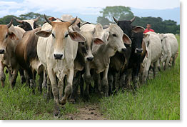 Cattle in the Rubio Lara Cooperativa. 