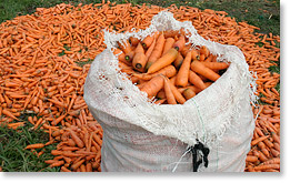 Carrot crop in Marracuene.