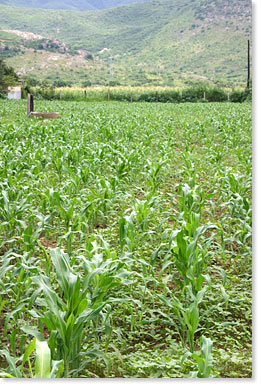 A field of young corn plants grows in Oaxaca.