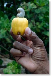 Many delegates visited farmer cooperatives in Marracuene which are members of the Mozambique National Peasants Union (UNAC). Here, a cashew picked in a cooperative orchard.