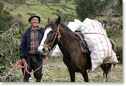 Vicente Calle, miembro de la comunidad de Shagalpud en los Andes, transportando maíz por caballo.