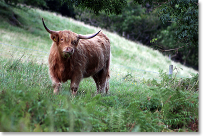 Highland cattle on the northern side of Loch Carron, Ross and Cromarty, Scotland. 
