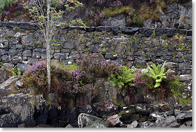 Heather and bracken fern grow between the stones creating a bank for a road from the mountains down to the sea. Isle of Skye.￼