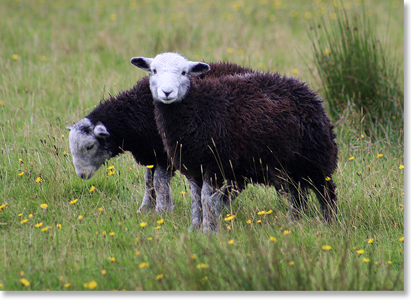 Young Herdwick sheep on the Fraser croft. The Frasers and Fiona Mackenzie have Herdwick, Scottish Blackface, and Cheviot sheep.