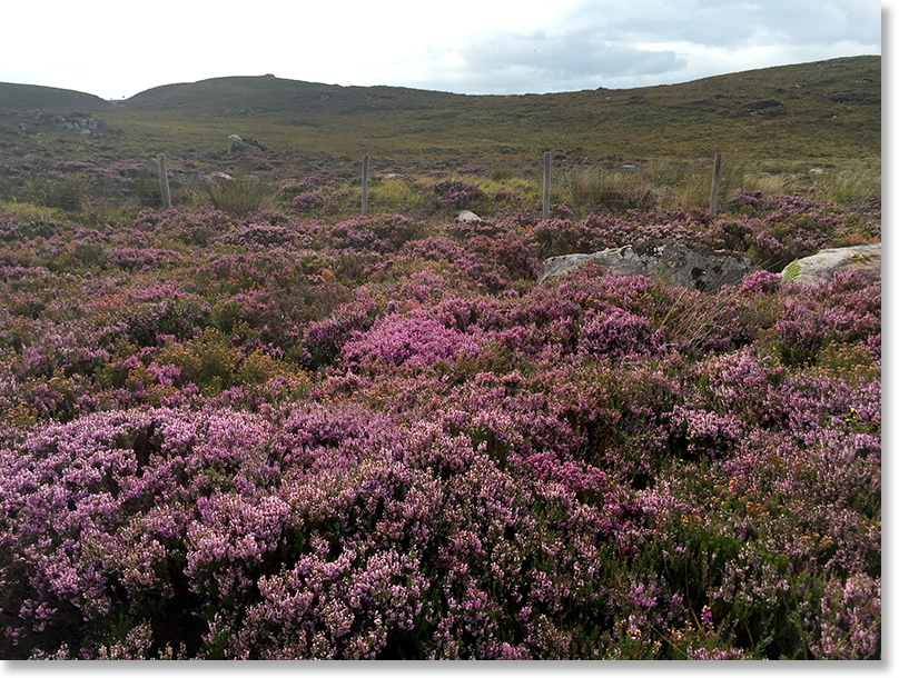 Heather on the moor by the northern coast of Applecross peninsula.