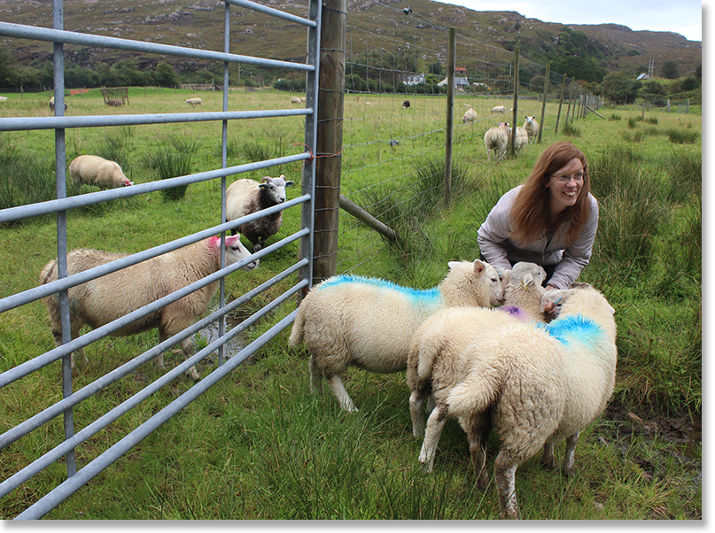 Kath Fraser gives out a little food to gather some sheep.