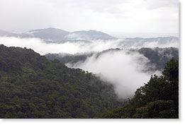 Trinidad rainforest.