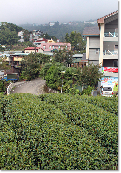 Tea crops grow up to the edges of the small mountainous Tsou village of Lalauya. 1,000 people live in Lalauya including 40 families who moved here after the devastating typhoon of 2005.