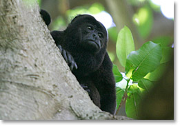 A male howler monkey on Ometepe island.
