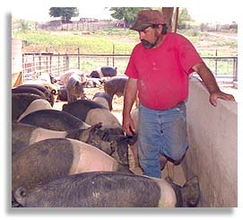 John Storm with hogs on his family farm.