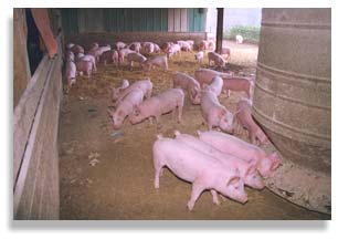 Young pigs feed on the Perry family farm