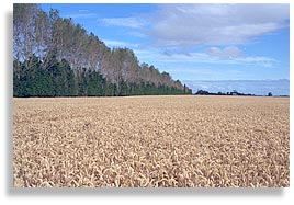 A field of non-GMO wheat 