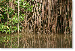 Mangroves in Trinidad and Tobago.