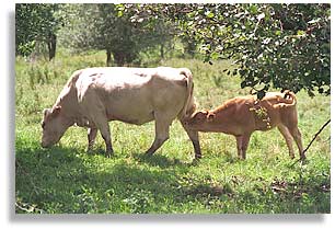 Calf and mother on the Peter Dowling farm on Howe Island, Ontario, Canada.