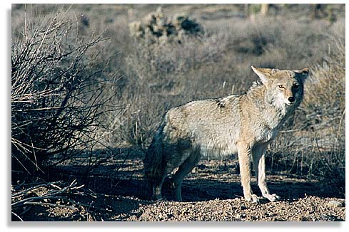 Coyote, the Mojave Desert, California. Photo by Nic Paget-Clarke.