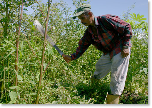Isidro Sanchez, a member of the Fundo Zamorano San Miguel Cooperative, cutting yuca. Near Lake Maracaibo, Venezuela. Photo by Nic Paget-Clarke.
