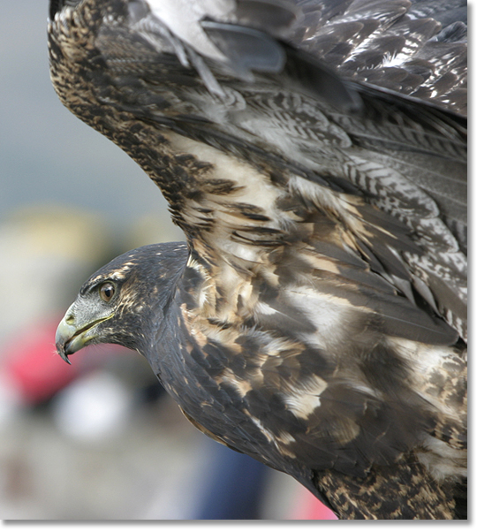A hawk between free flights at Parque Cóndor, Otavalo, Ecuador. Parque Condor is a refuge for birds of prey. Photo by Nic Paget-Clarke. 