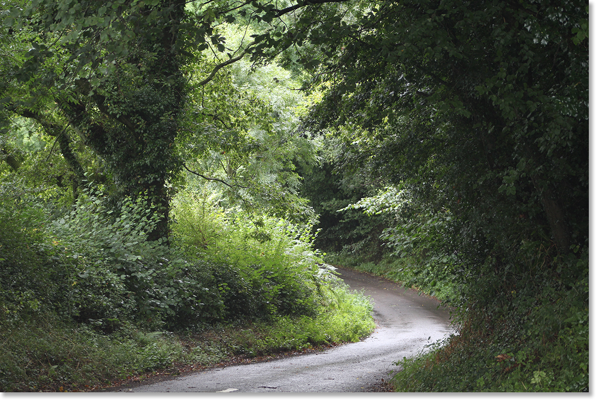 Hedgerows in Monkton Wyld, Dorset, England, United Kingdom. Photo by Nic Paget-Clarke. 