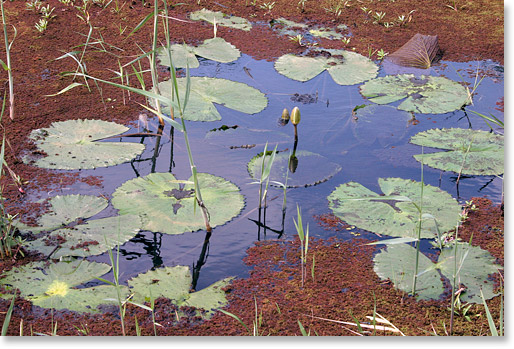 Lily pads in an irrigation channel in Marracuene in the valley of the Nkomati River. Maputo province, Mozambique. Photo by Nic Paget-Clarke.