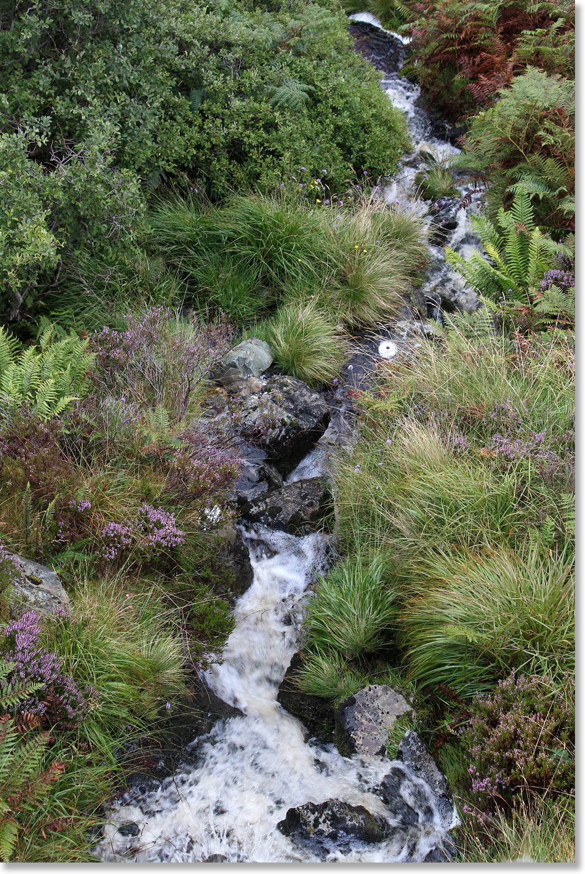 A stream runs downhill through mounds of grass, bracken, and heather on the Isle of Skye, Scotland. Photo by Nic Paget-Clarke.