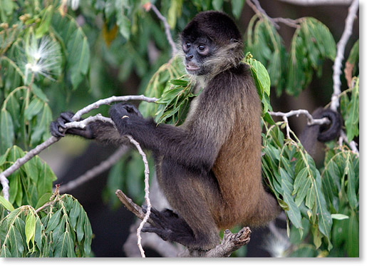 A spider monkey on the tiny island Isla de Monos, one of the Isletas in Lake Nicaragua near Granada, Nicaragua. Photo by Nic Paget-Clarke.